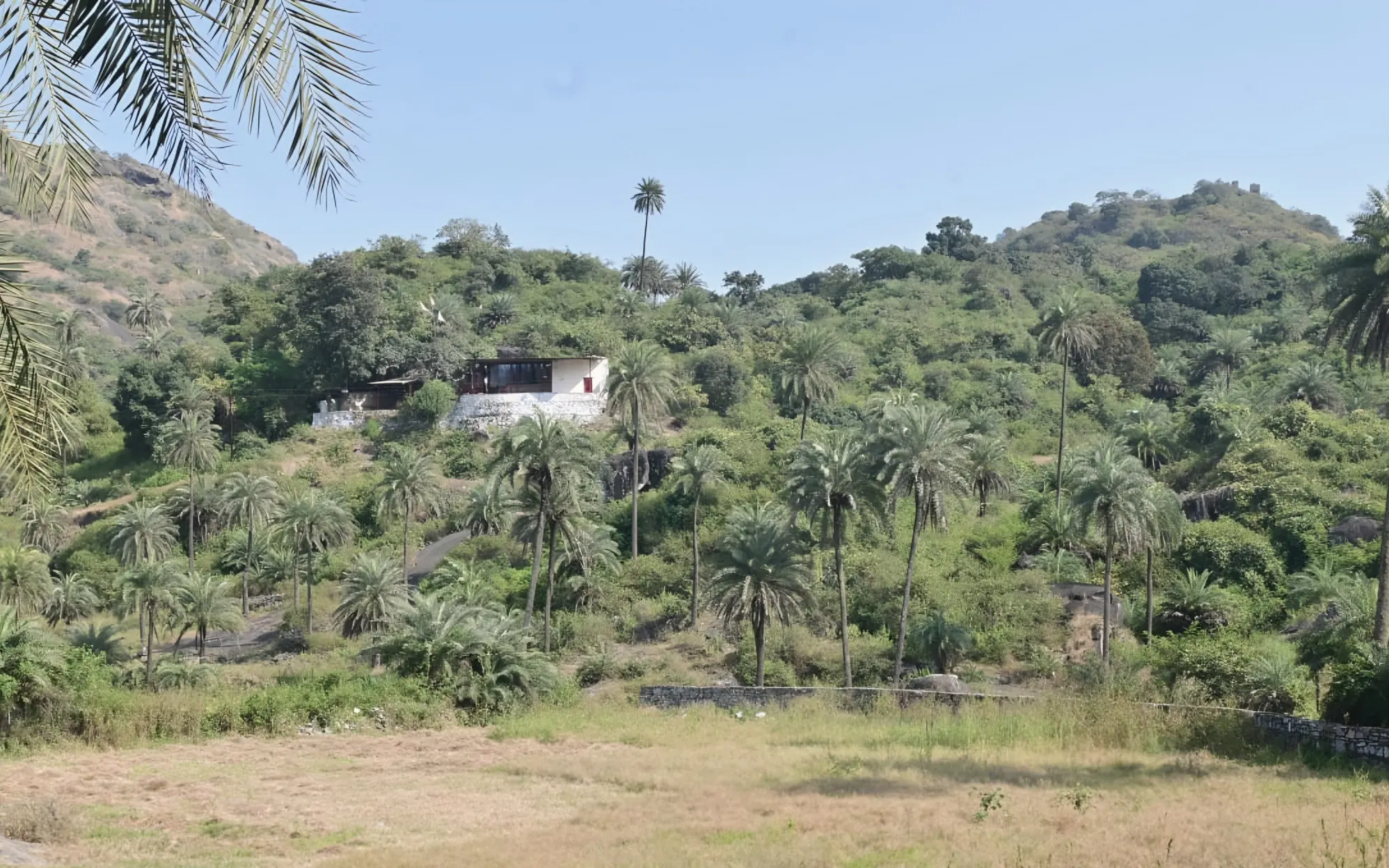 Green hills and palm trees around Mount Abu